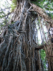 131 Cathedral Fig Tree